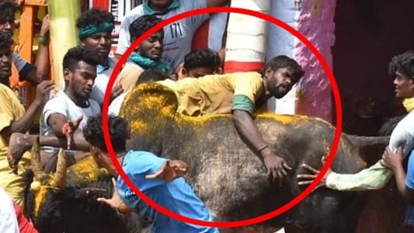 வயிற்றில் குத்தி தூக்கி வீசிய காளை 