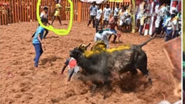 மாடுபிடி வீரர் பலி 