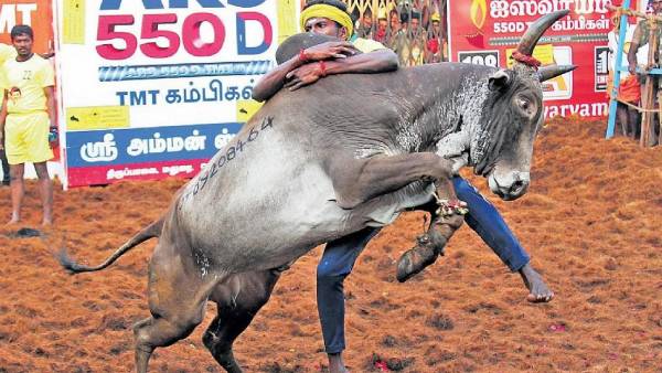 Jawahirullah requests the government to compensate the Beedi worker son who was killed by a bull in Manjuvirattu. Jawahirullah requests the government to compensate the Beedi worker son who was killed by a bull in Manjuvirattu.