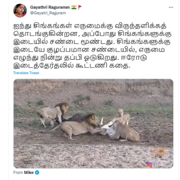 சிங்கம் - எருமை கதை சிங்கம் - எருமை கதை
