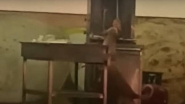  நாய் தின்ற ஷவர்மா..