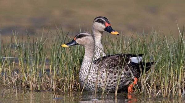 ரஷ்ய நீர் வாத்து