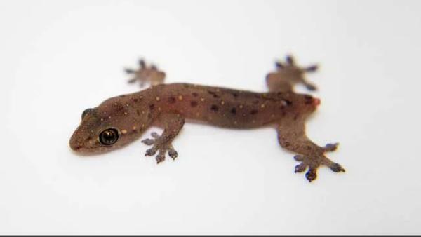 எகிப்து டூ இங்கிலாந்து 