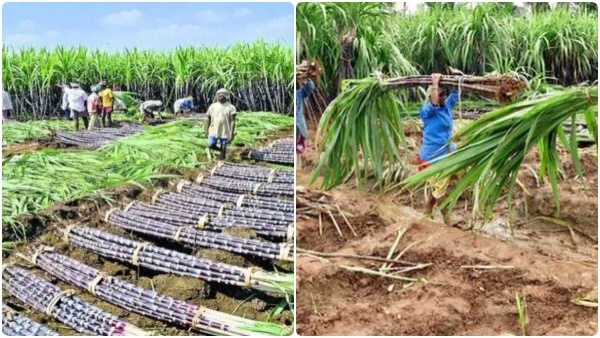 கரும்பு கொள்முதல் 