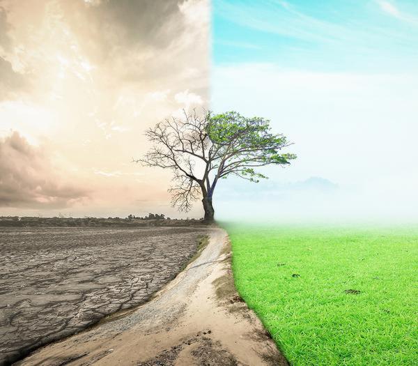  காட்டின் பரப்பளவு 23.8% லிருந்து 33% ஆக உயர வழி