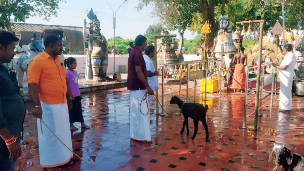 கிடா வெட்டு 