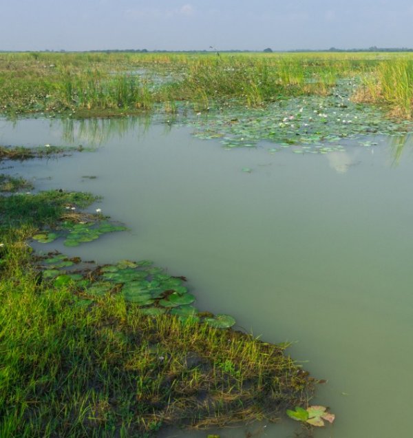 வேடந்தாங்கல் வந்த 35000 பறவைகள்: 