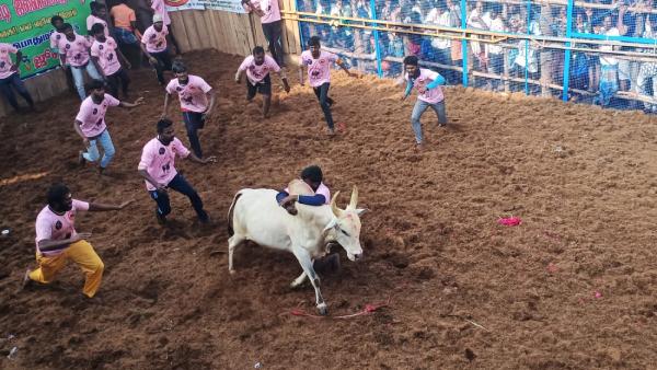சீறிப்பாய்ந்த காளைகள் 