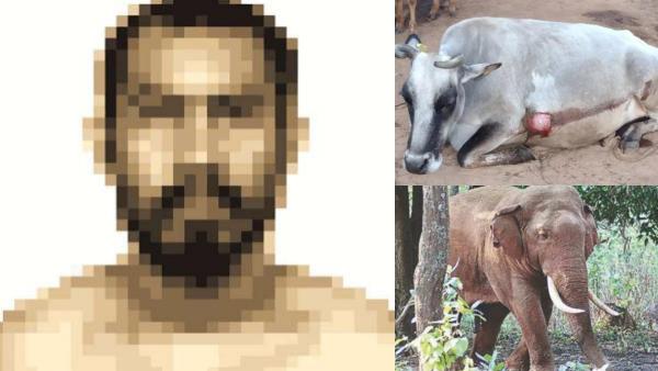  டீரோன் டீம்கள்