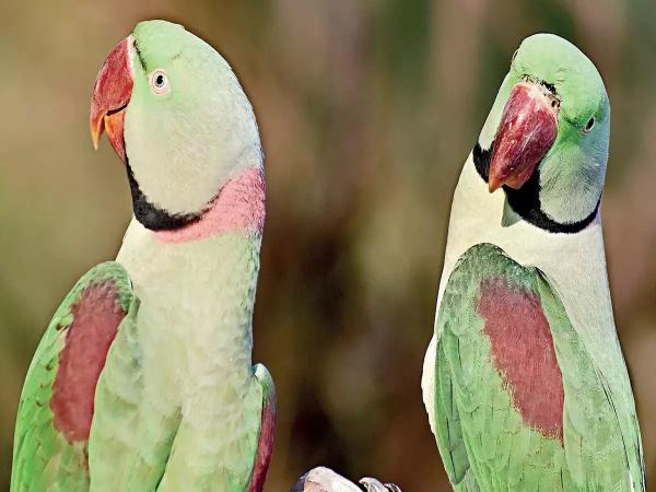 காட்டில் விடப்படும் கிளிகள் 