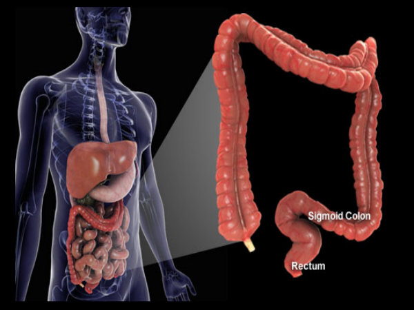 3. வயிறு & குடல் புற்று நோய் 