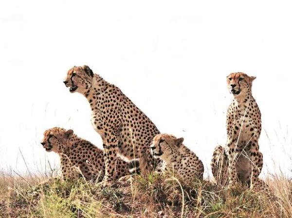 அச்சுறுத்தல்கள்