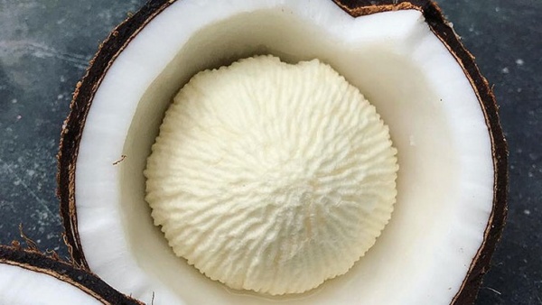 தேங்காய் பூ தேங்காய் பூ