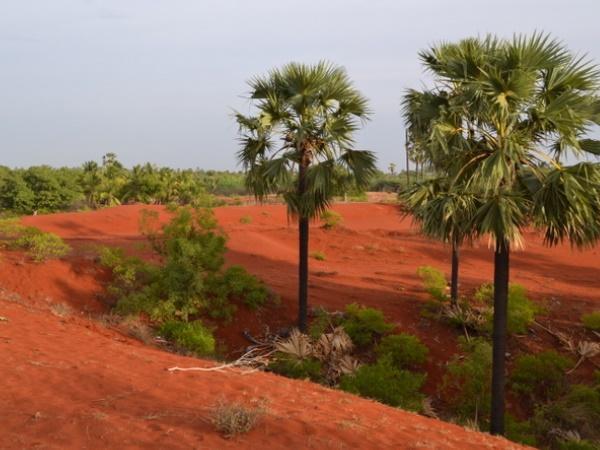 Red sand mining in Tirunelveli and Tuticorin districts by Tamil Nadu government opposed by many quarters Red sand mining in Tirunelveli and Tuticorin districts by Tamil Nadu government opposed by many quarters