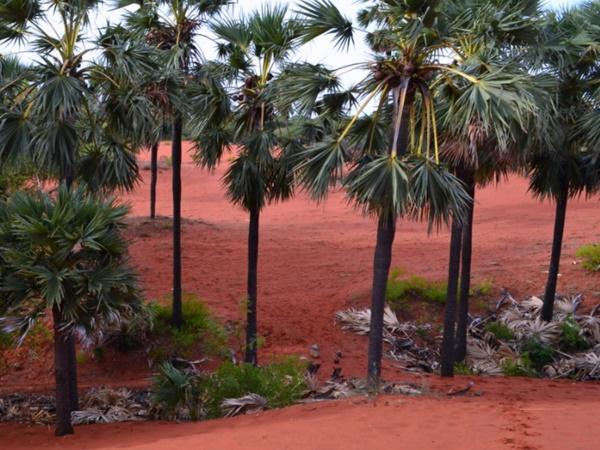 Red sand mining in Tirunelveli and Tuticorin districts by Tamil Nadu government opposed by many quarters Red sand mining in Tirunelveli and Tuticorin districts by Tamil Nadu government opposed by many quarters