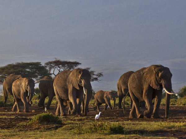 காட்டு விலங்குகள்