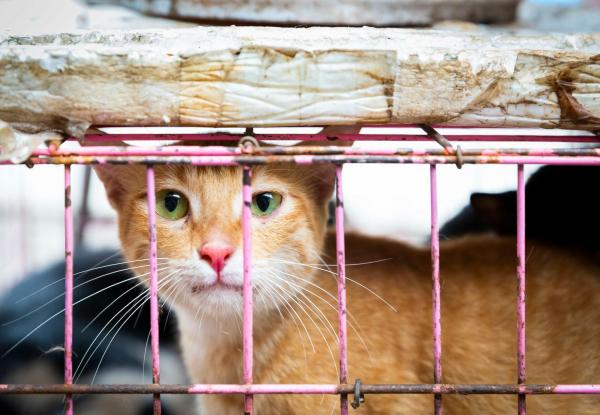 பூனைக்கறி 