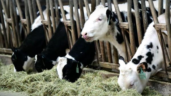 ஆயிரமாக அதிகரிக்க திட்டம் 