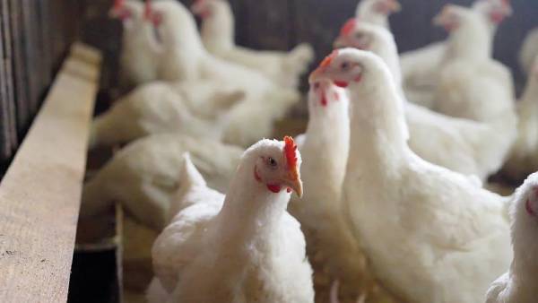 மோசமான பாதிப்பு