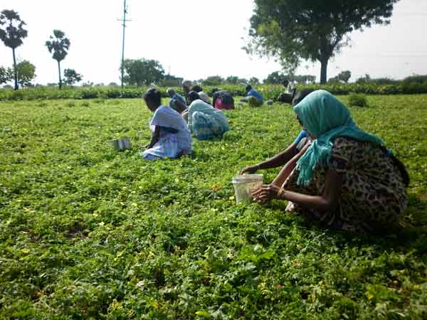 கடும் பாதிப்பில் விவசாயிகள்