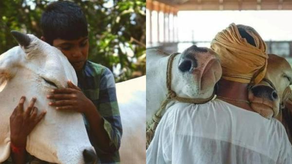 பிப்ரவரி 14ல் பசு அணைப்பு தினம் பிப்ரவரி 14ல் பசு அணைப்பு தினம்