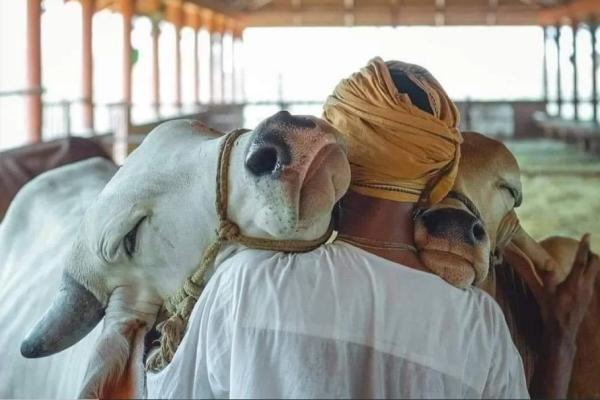 பசு தழுவுதல் தினம் 
