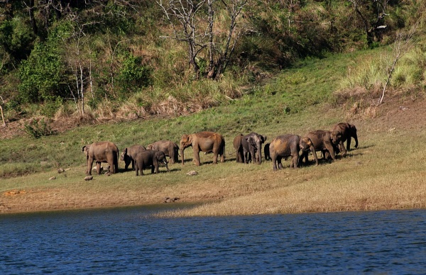 அகஸ்தியமலை யானைகள் காப்பகம் அகஸ்தியமலை யானைகள் காப்பகம்