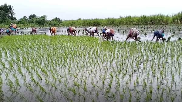 நெல் அறுவடை 