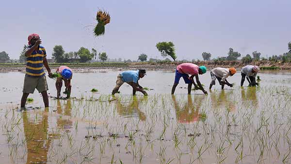 விவசாய துறை 