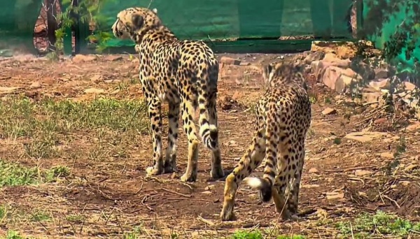 இந்திய சூழல்