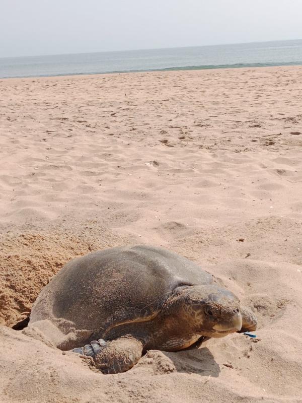 கிழக்கு கடற்கரை சாலை 