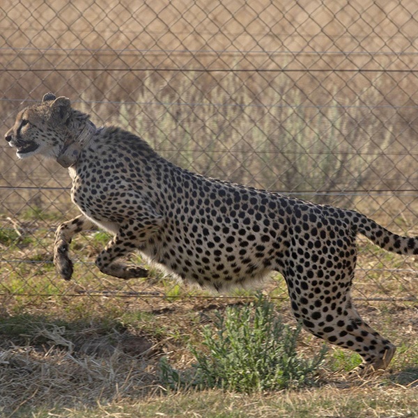 ஆப்பிரிக்க சிறுத்ததை