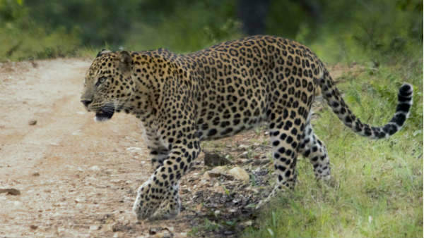 சிறுத்தை புலிக்கு விழுந்த வெட்டு 