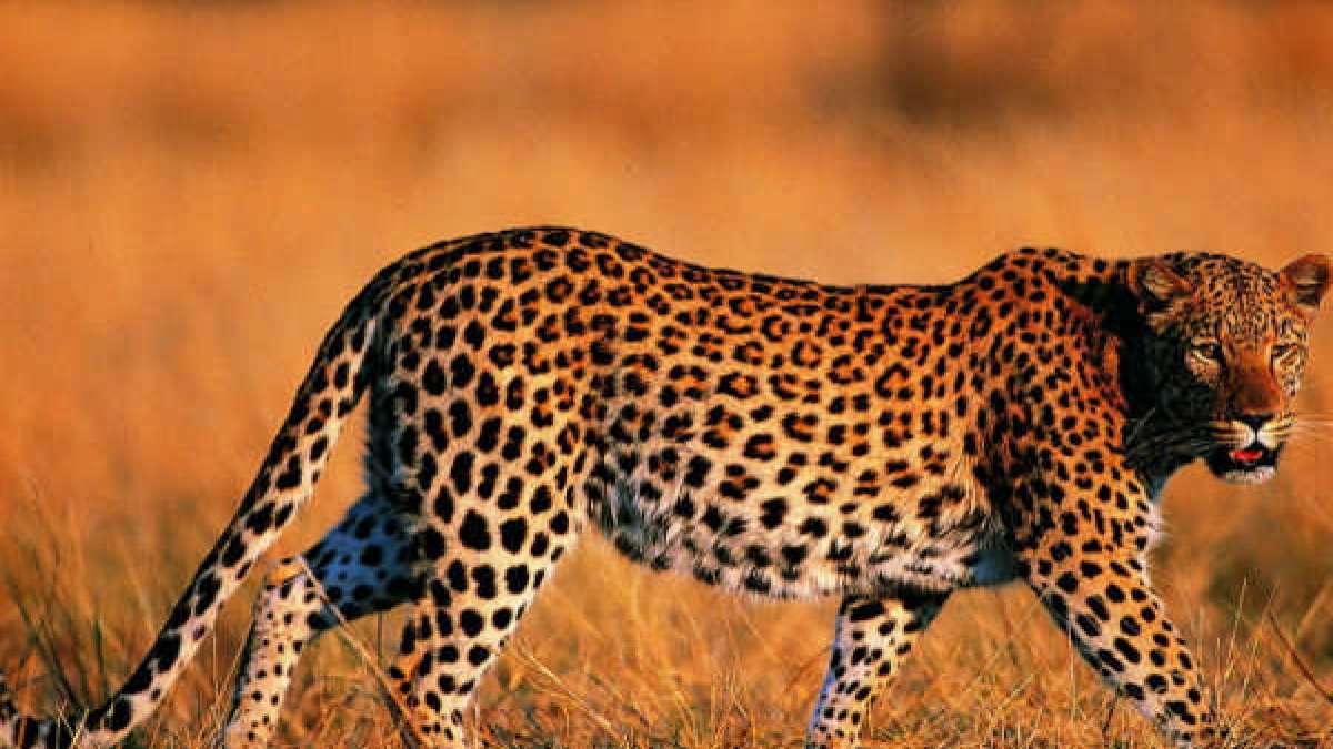 மகனை இழுத்துச் சென்ற சிறுத்தை 