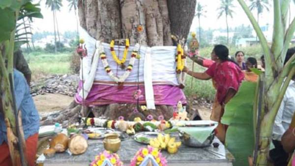 மரங்களுக்கும் திருமணம் செய்து வைத்தால் மரங்களுக்கும் திருமணம் செய்து வைத்தால்
