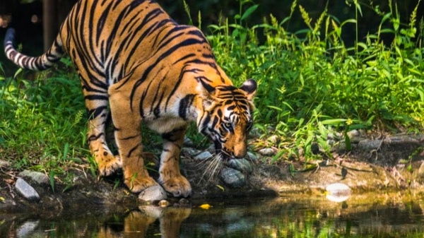 தாவரங்களின் தாயகம் தாவரங்களின் தாயகம்