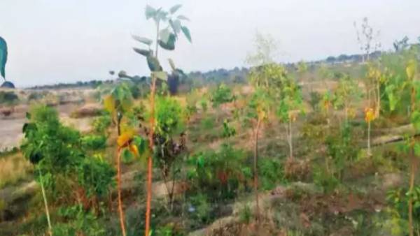 பாராட்டு 