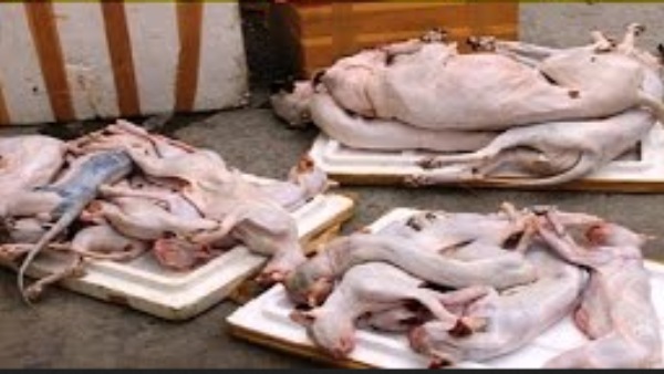 பூனைக்கறி