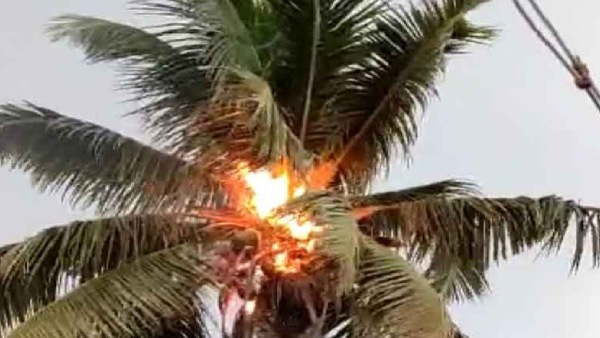  தீப்பற்றி எரிந்த தென்னை மரம்