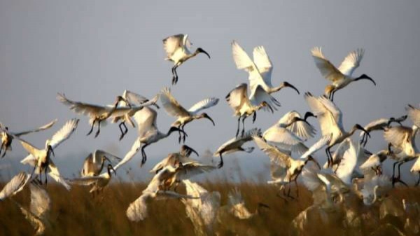 பறவை காய்ச்சல்