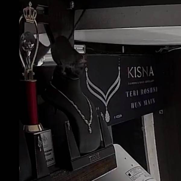 வீடியோவில் இருப்பது என்ன?