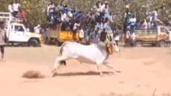 500 காளைகள் பங்கேற்பு