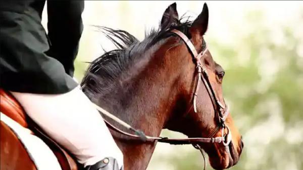 குதிரை சவாரி குதிரை சவாரி