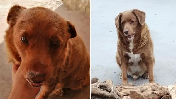 இறைச்சி 