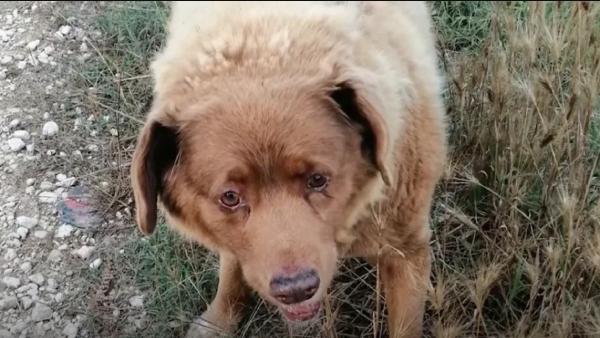 மனிதர்களும் நாயும் 