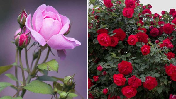  ரோஜாக்கூட்டம்