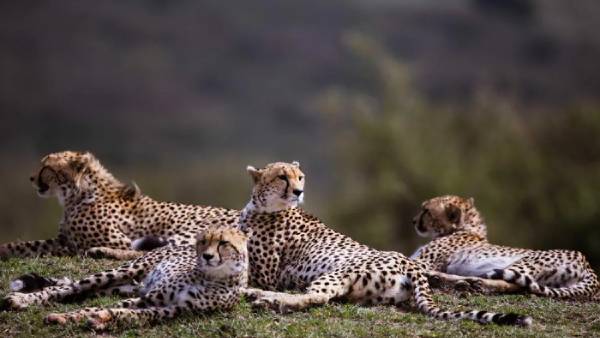 புதிய சிறுத்தைகள்