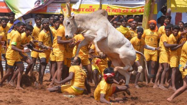 ஜல்லிக்கட்டு மைதானம் 