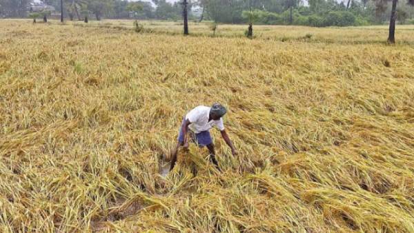  டெல்டா பகுதிகள்