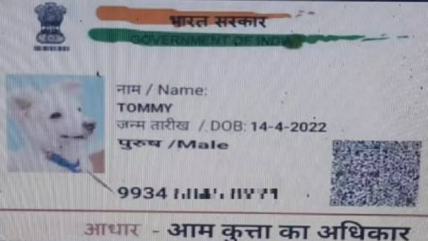 டாமியின் ஆதார் அட்டை